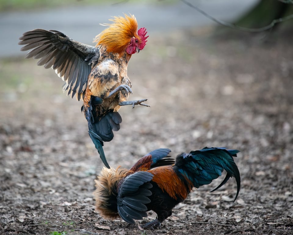 Efectúan pelea de gallos para conocer sexo de su bebé y los tunden en redes (VIDEO)