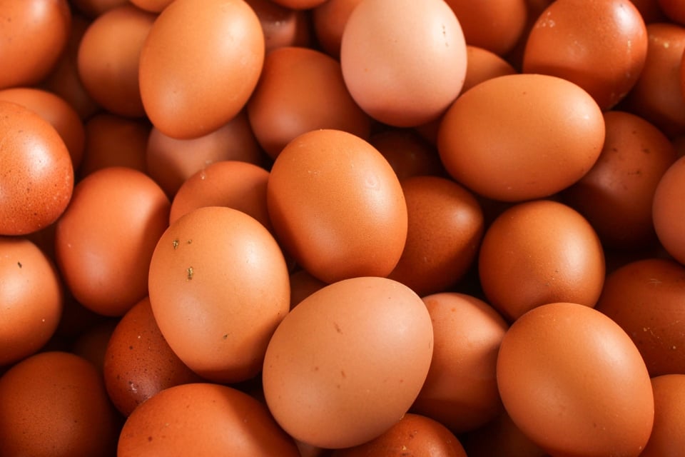 Increase in Egg Smuggling from Canada to the United States