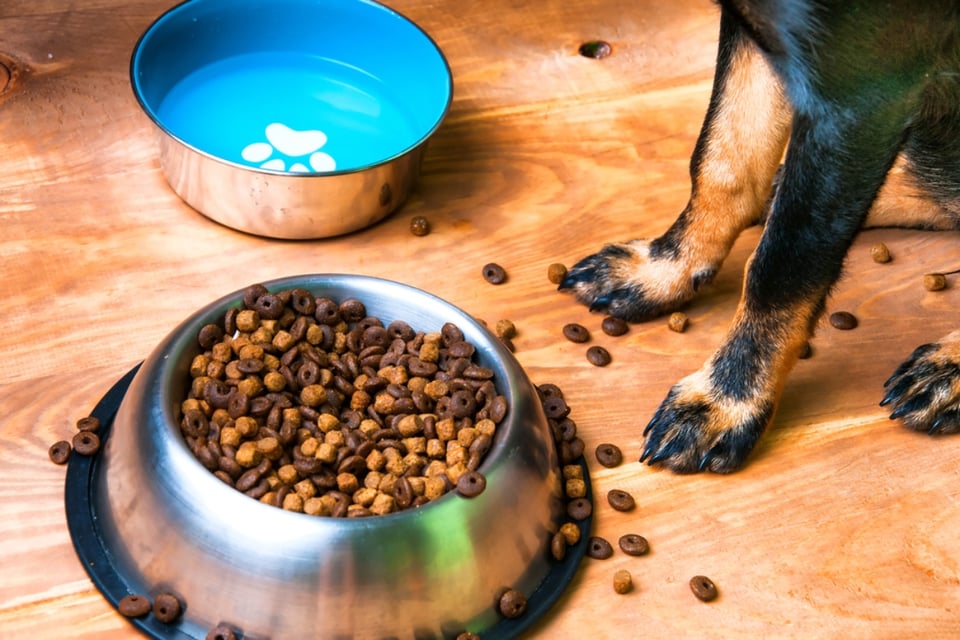 Retiran 3,900 libras de comida para perros por Salmonella en Carolina del Norte: compras en línea también están bajo alerta