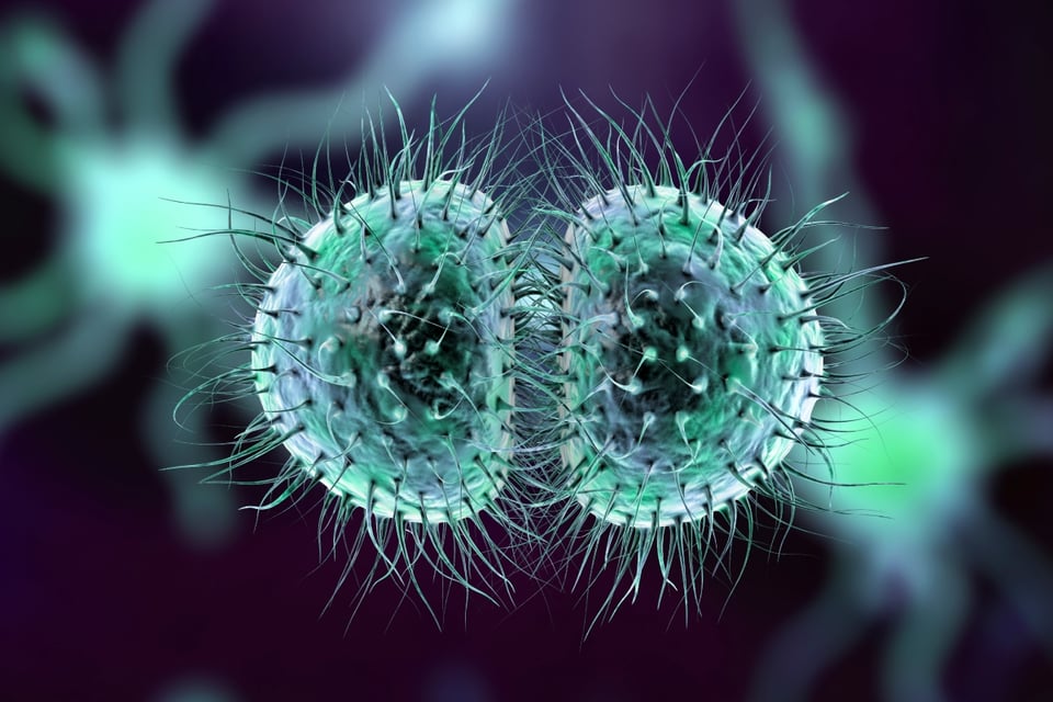 CDC lanza alerta por infecciones, infección, bacteria, meningococemia, meningitis,