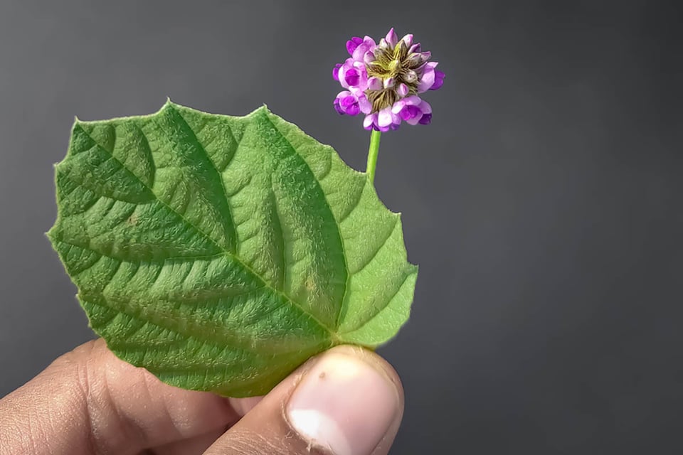 Bakuchiol, extracto, semillas, hojas, planta de Psoralea corylifolia, diferencias bakuchiol vs retinol