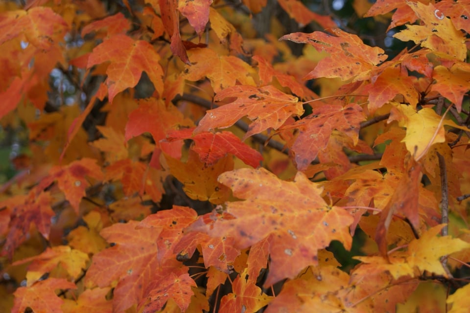 Hojas secas, otoño, equinoccio de otoño, MundoNow