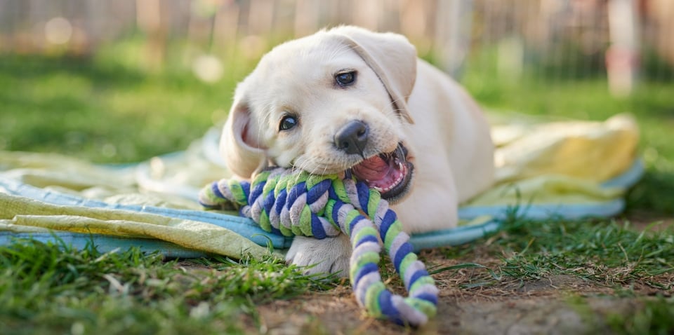 perro, Labrador, cachorro, perro jugando, MundoNOW