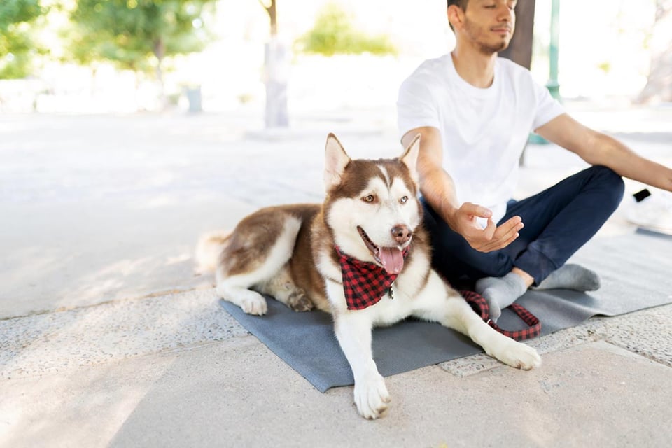 fornido, yoga para perros, estera, relajante, husky