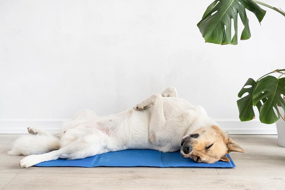 Cuidado de mascotas, de raza mixta, acostada sobre una alfombra fresca, yogamat, perro