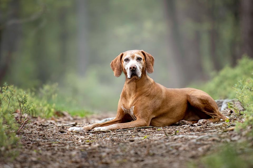 perro de caza mestizo, bosque, mascota, naturaleza, MundoNOW