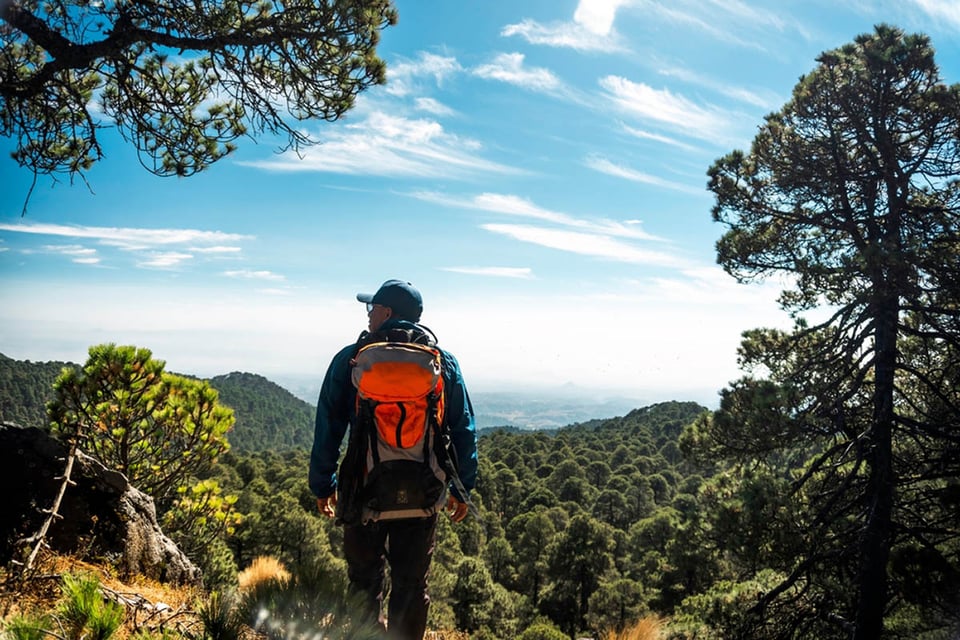 hombre, bosque, naturaleza, paisaje, paseo