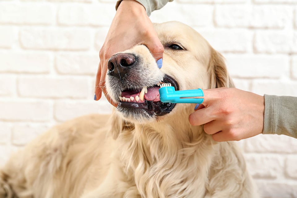 cepillar los dientes de un perro, cuidado de mascotas, perros, cepillo de dientes, salud