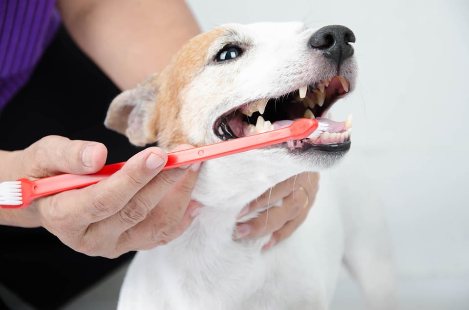 cepillar los dientes de un perro, cuidado de mascotas, perros, cepillo de dientes, salud