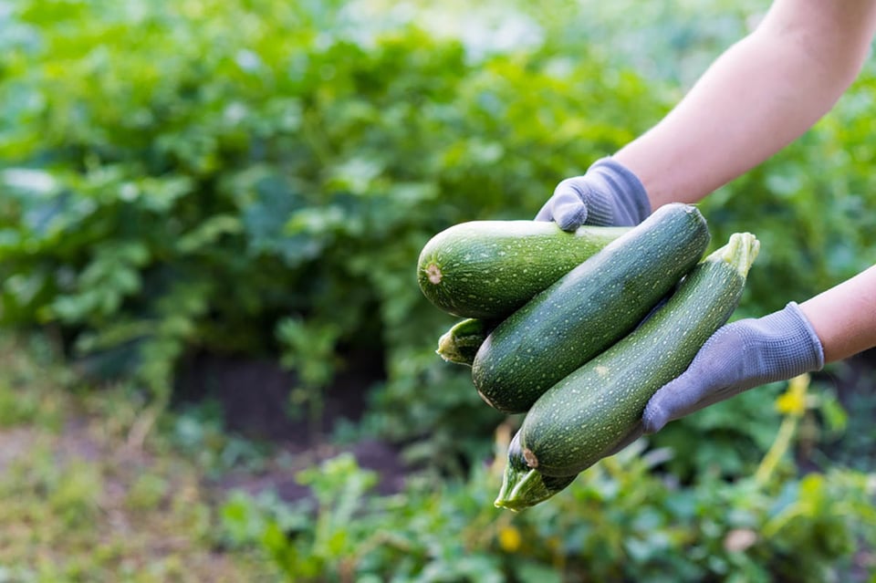 calabacín, agricultor, cosecha, jardinería, MundoNOW, batidos