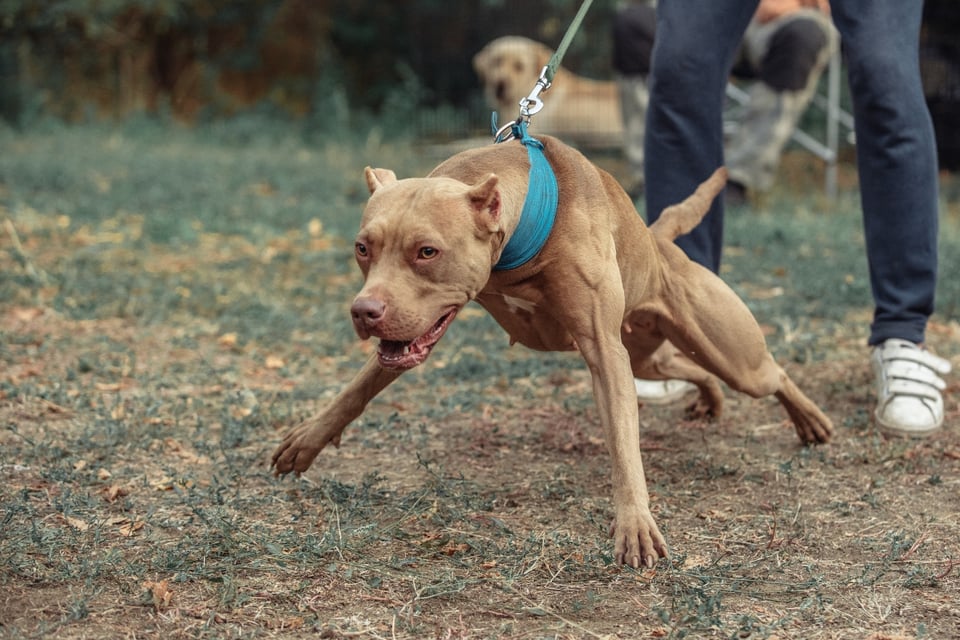 pitbull, perro agresivo, perro con collar, MundoNOW, LatinBest