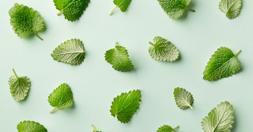 Hojas de menta como una idea de afrodisíaco