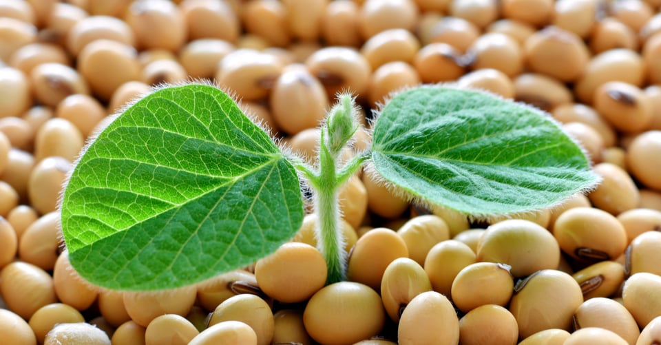 Soya junto con una pequeña planta que podría causar alergías