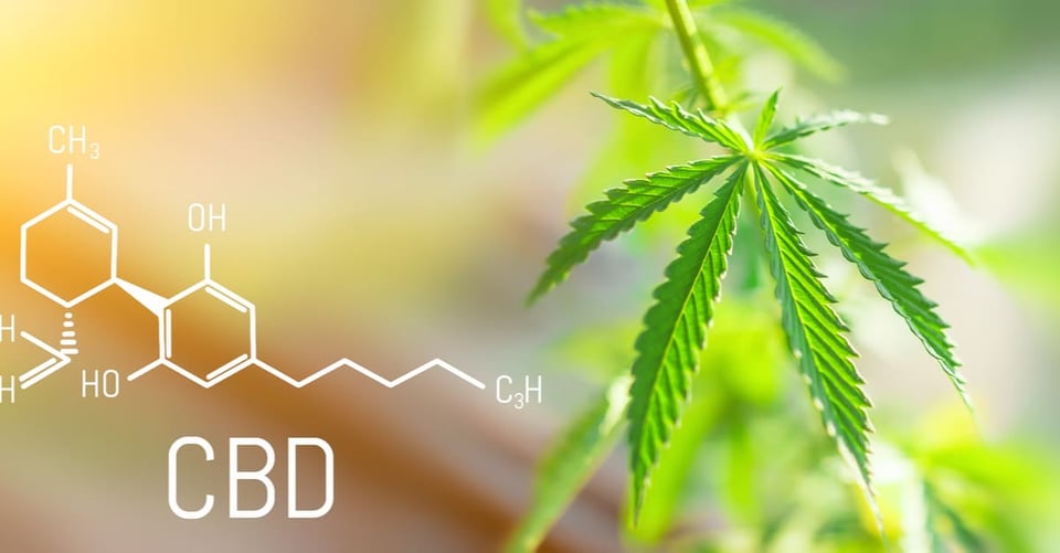 CBD: 15 incredible benefits that will change your life
