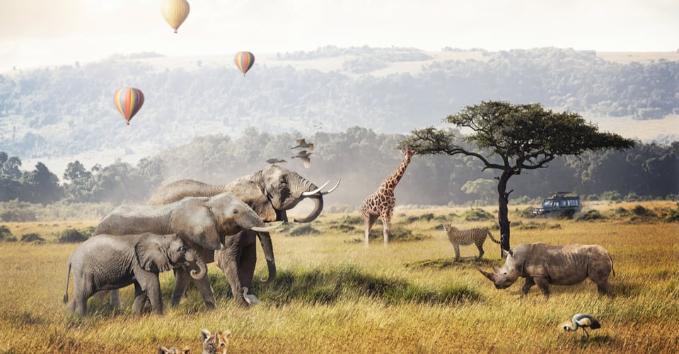 El significado de los sueños: Sueños con animales explicados