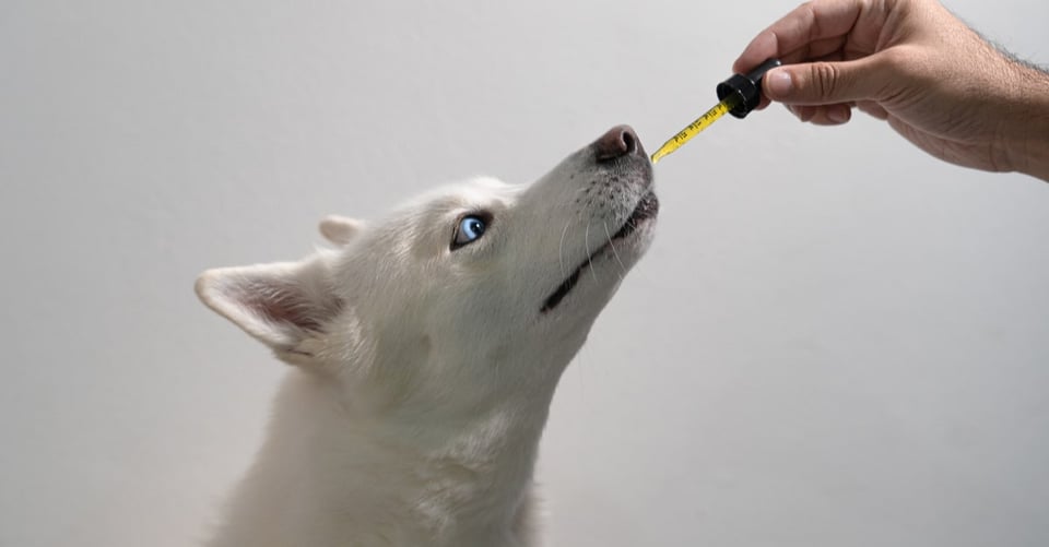 CBD for pets: 10 benefits for your furry friends