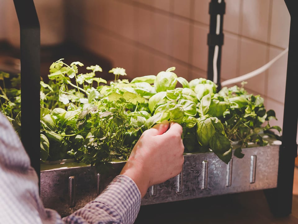 hidroponía, acuaponía, hierbas, verduras, hogar