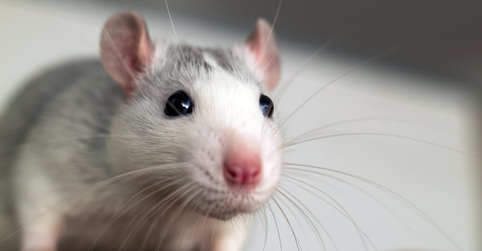 Cómo ahuyentar a los ratones de forma natural: 10 maneras seguras de mantener tu hogar libre de plagas