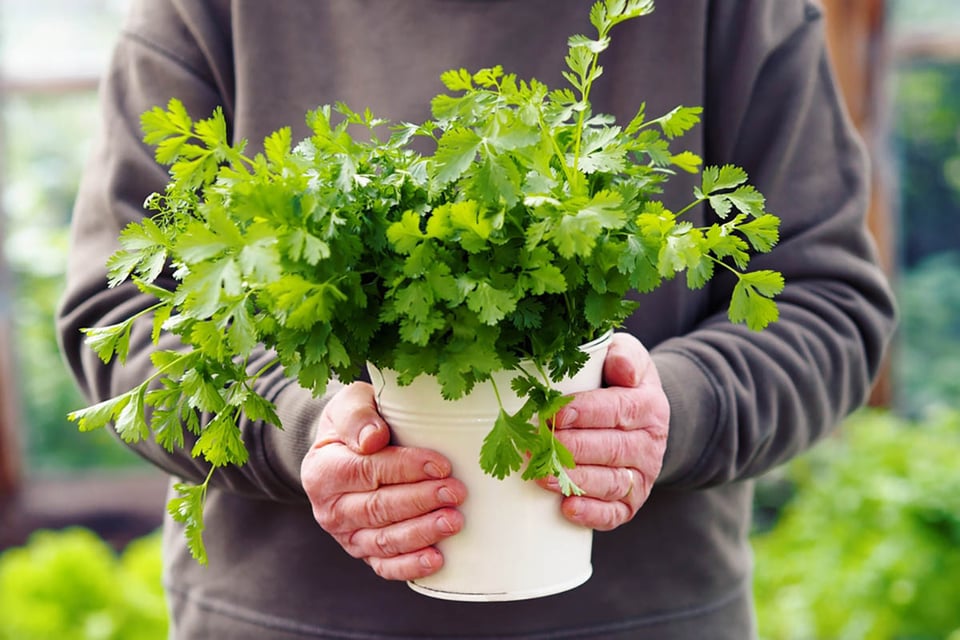 hierba cilantro, cilantro, mujer, plantas, MundoNOW