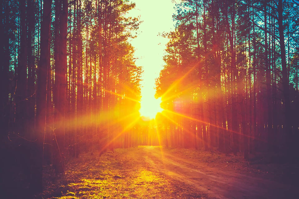 energizante, mañana, rutina, amanecer, bosque