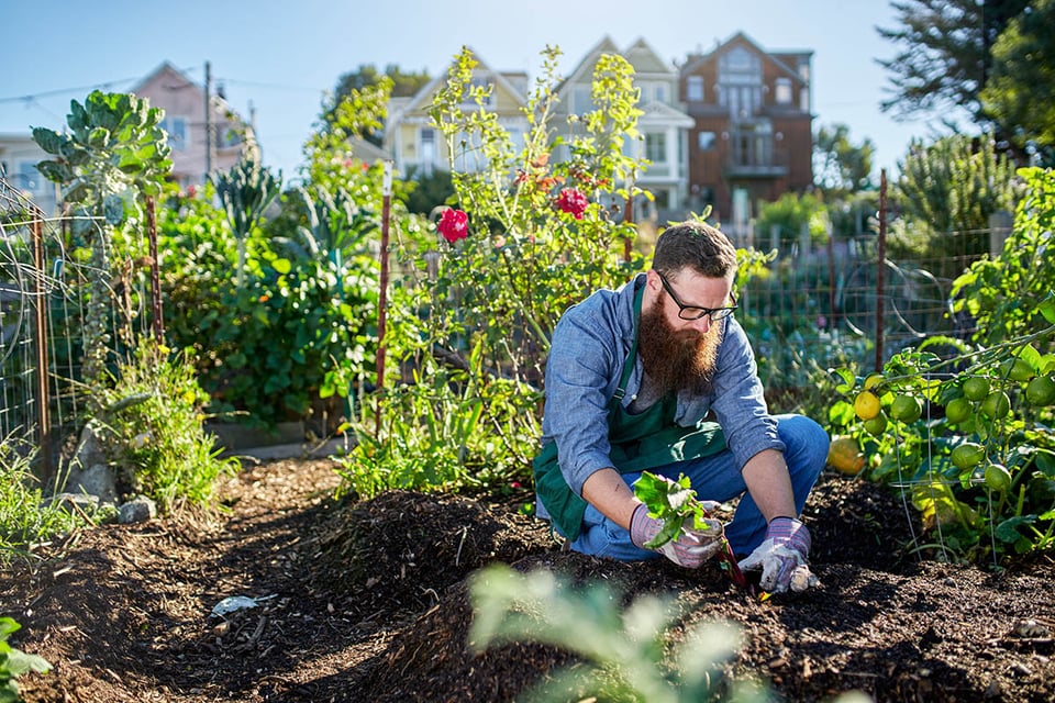 Agricultura urbana: cómo cultivar alimentos en espacios pequeños