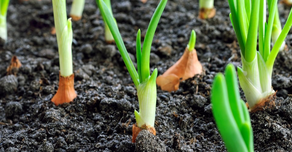 ¡Vegetales frescos! Cómo iniciar un jardín de vegetales en 8 pasos simples