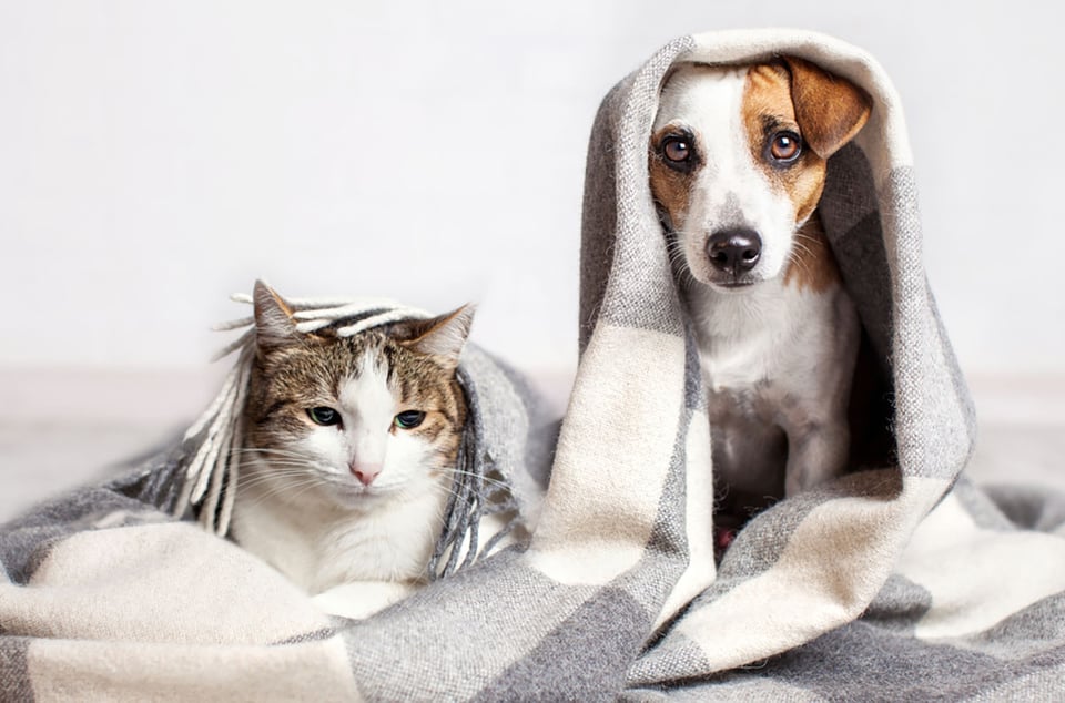perro, gato, manta, invierno, frío
